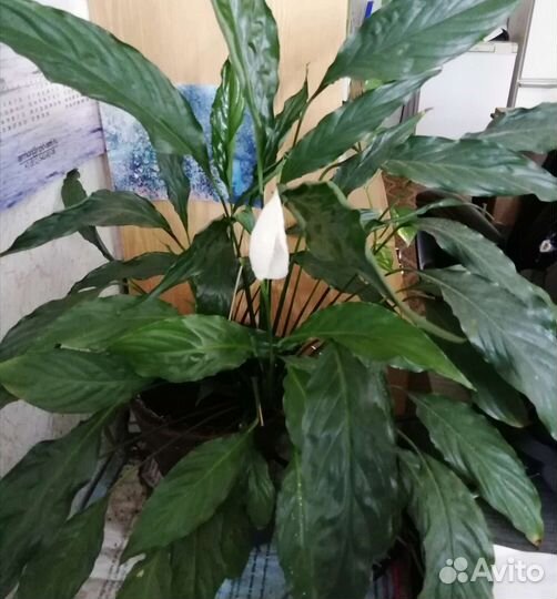 Дримиопсис и спатифиллумы