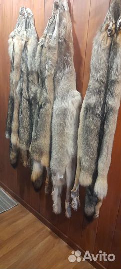 Шкура волка