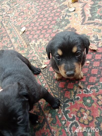 Отдаю щенков Лабрадора в добрые руки