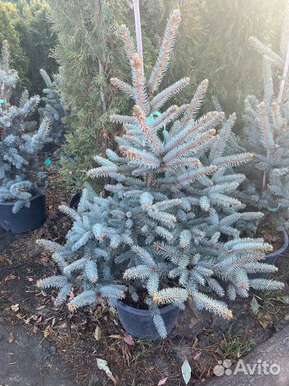 Ель колючая фат альберт 100-120см