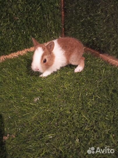 Карликовый кролик