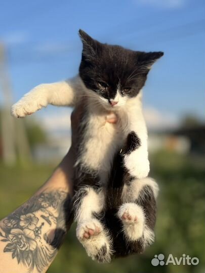 Котенок в добрые руки