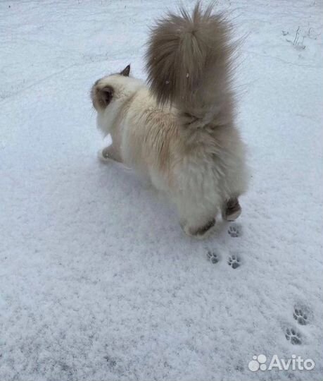 Передержка животных