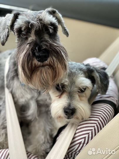 Вязка цвергшнауцер