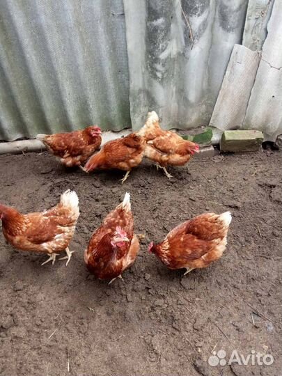 Куры-несушки
