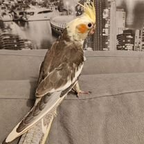 Попугай корелла птенец