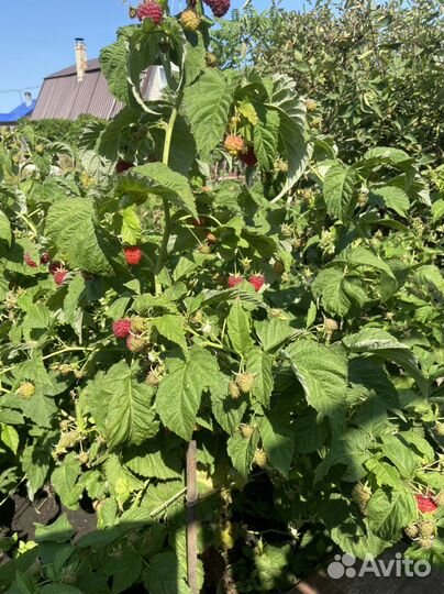 Ремонтантная малина невысокая