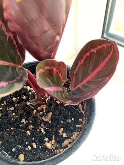 Калатея розеопикта Дотти