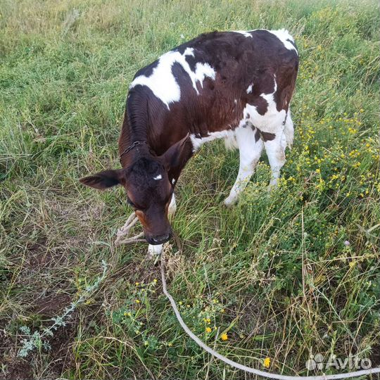 Бычок 3 мес