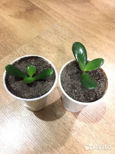 Суккуленты (каланхоэ цветущий и денежное дерево)