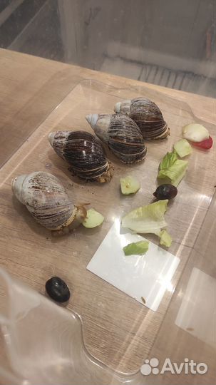 Улитки ахатины бесплатно