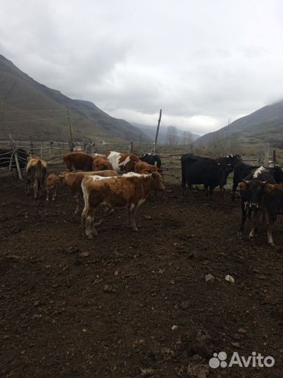 Коровы с телятами