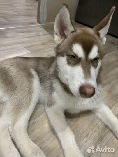 Щенки хаски