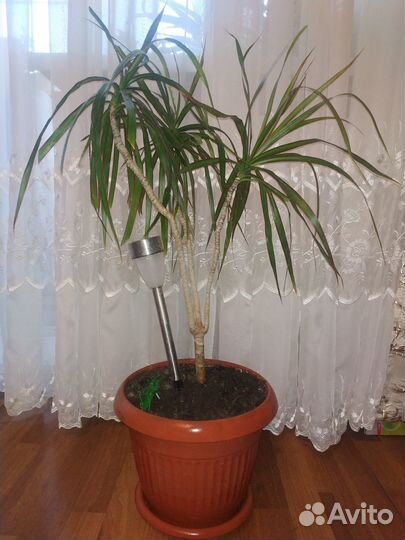 Продам цветы комнатные