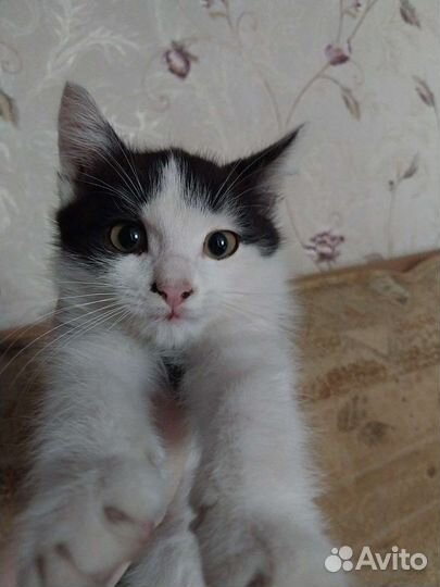 Котёнок (мальчик)