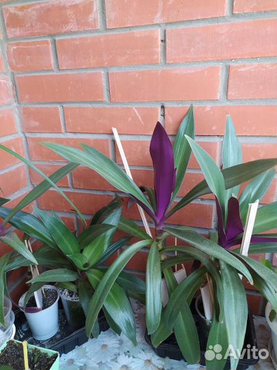 Традесканция Рео