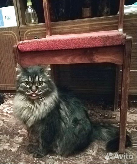 Котик в добрые руки