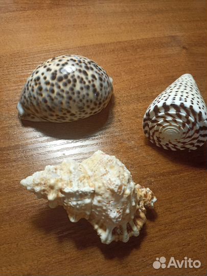 Морские ракушки раковины