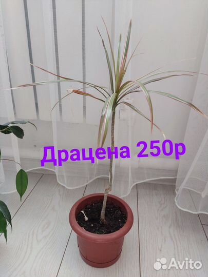 Замиокулькас