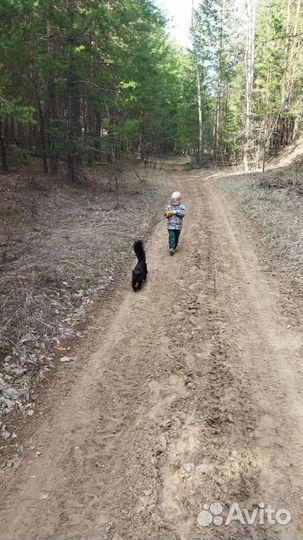 Кот для вязки