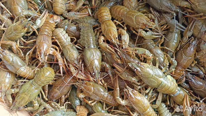 Раки кусаки