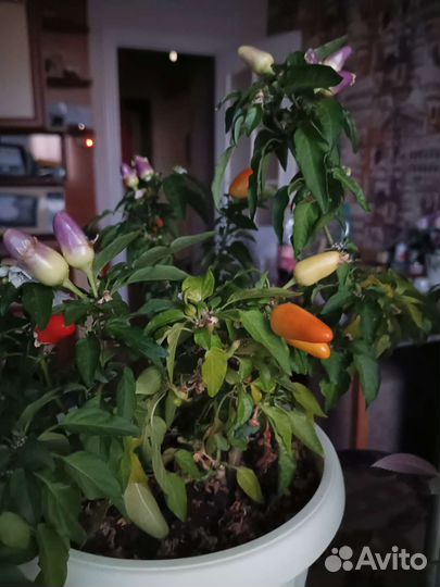 Перец острый