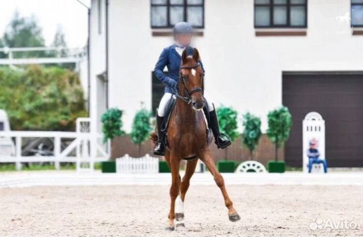 Полукровный мерин 2011г.р., 166 см. в холке