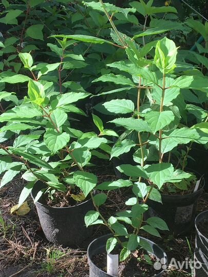 Гортензии метельч, крупнолистн, древовидные