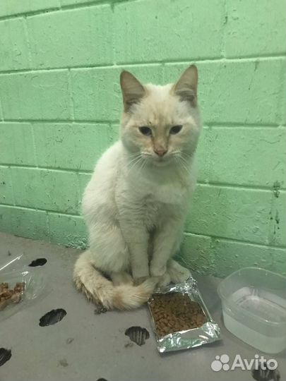 Котик бесплатно