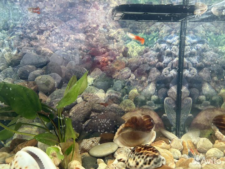 Аквариум с рыбками
