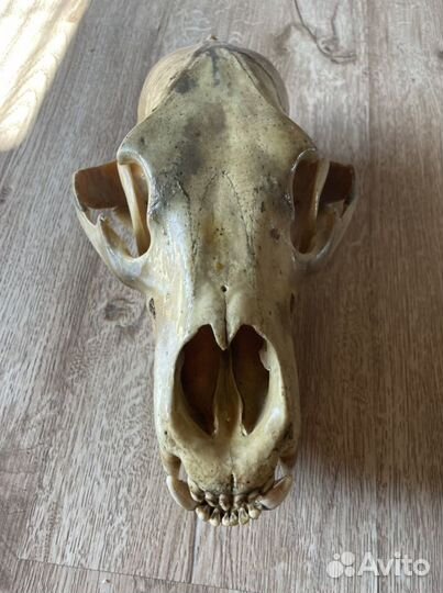 Череп медведя (имитация)