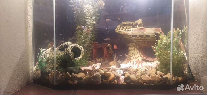 Аквариумные рыбки