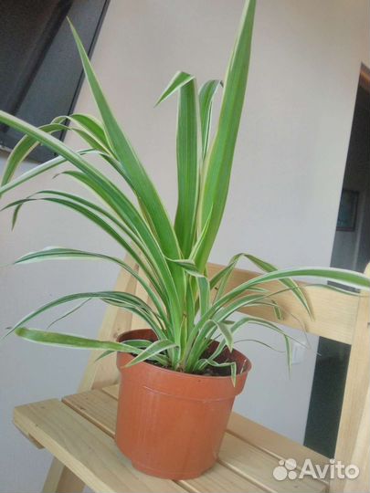 Комнатные растения