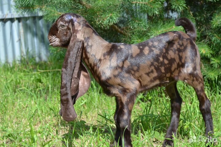 Козочка камори чистопородная