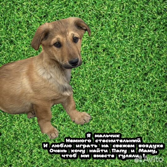 Щенки бесплатно