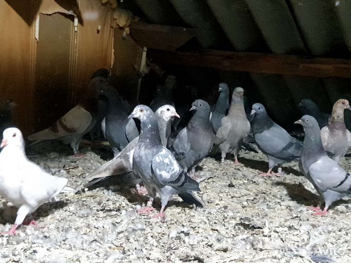 Сизые бакинцы голуби,сизые чили,краснопоясые