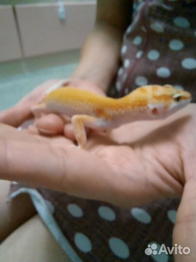 Передержка эублефаров (присмотр)