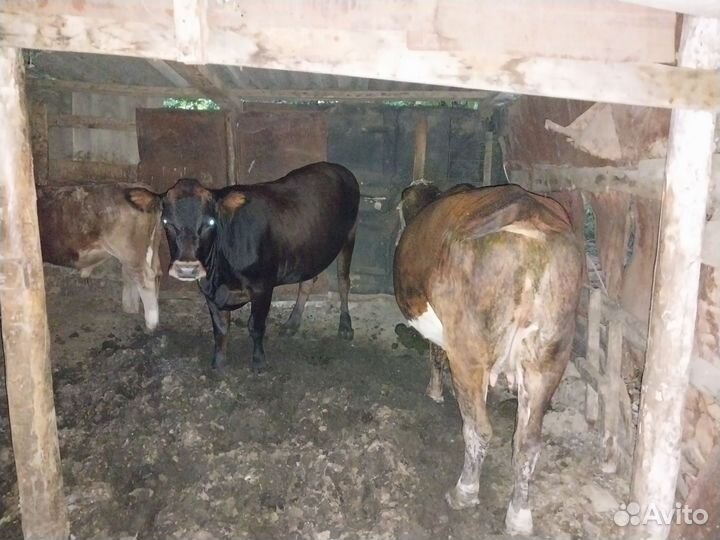 Корова дойная и тёлка