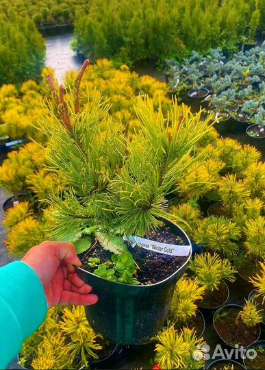 Горная сосна оптом С1040-60см./доставка