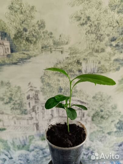 Цитрусовые лимон, кумкват и свити