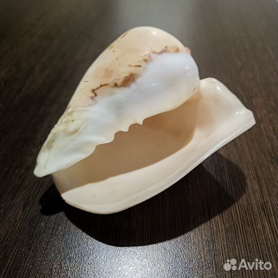 Ракушка морская большая