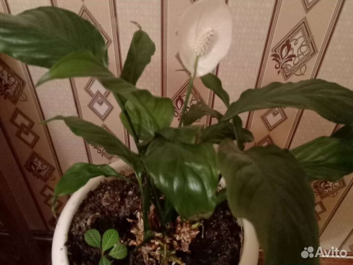 Спатифиллум