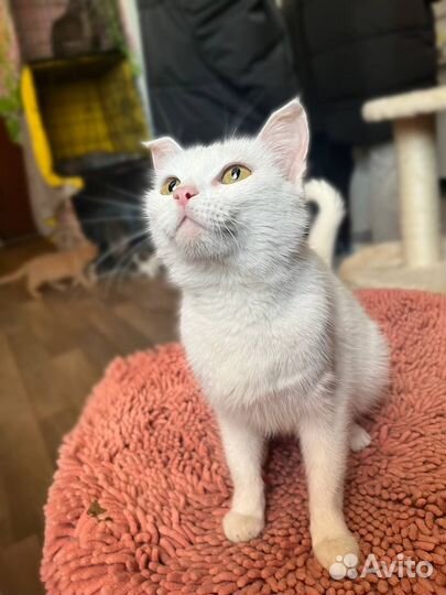 Котики