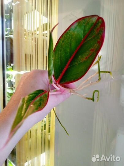 Аглаонема Крит