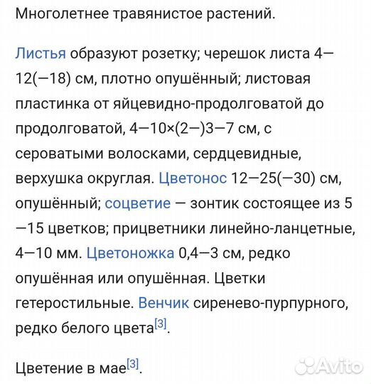 Детки примулы Pago-pago (Зибольда)