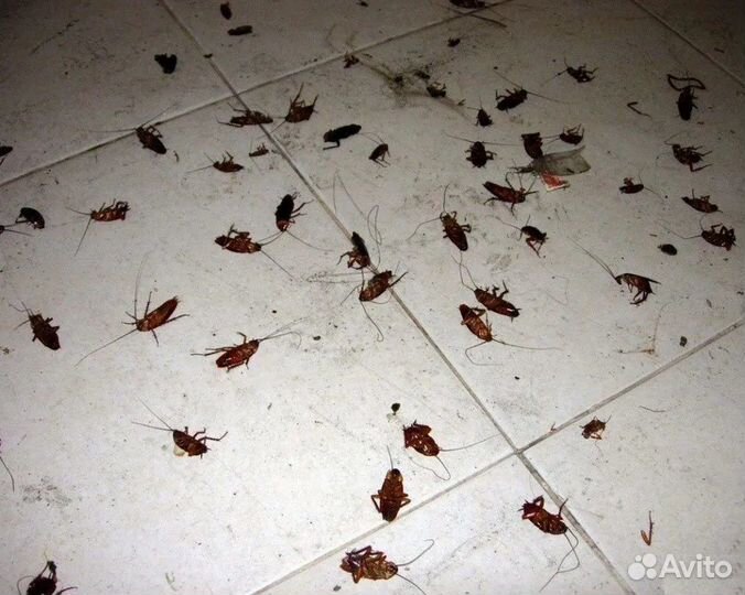 Уничтожение насекомых, грызунов и запаха 24/7