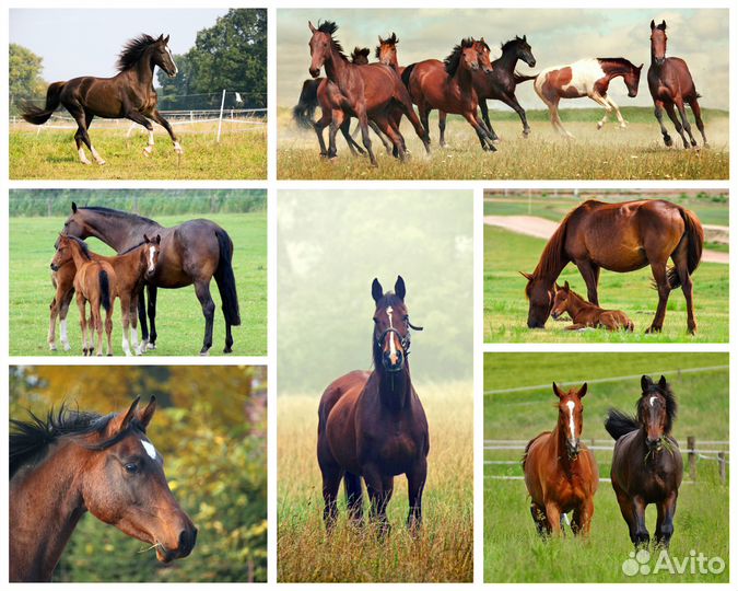 Конный прокат