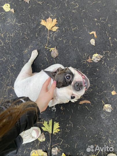 Передержка кошек и собак