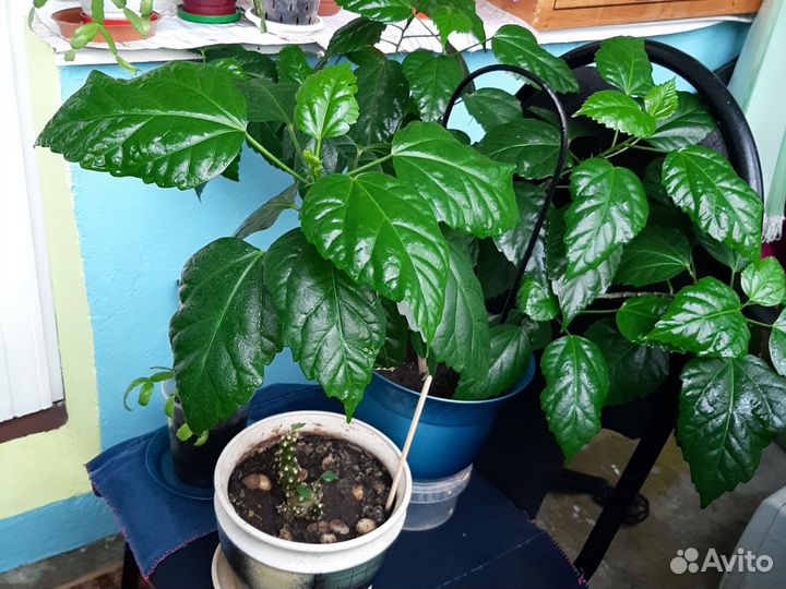 Гибискус китайская роза