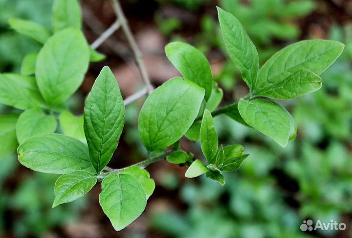 Хионантус притуплённый (Снежновет), семена